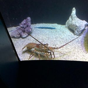 Meet your Posher, Audrey